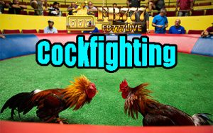 Live Cockfighting