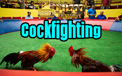 Live Cockfighting