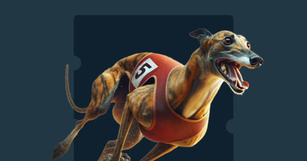 How to Bet on Greyhound Racing Fb777 live