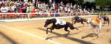 How to Bet on Greyhound Racing Fb777 live